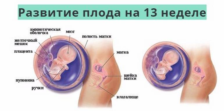 Беременность тринадцать недель